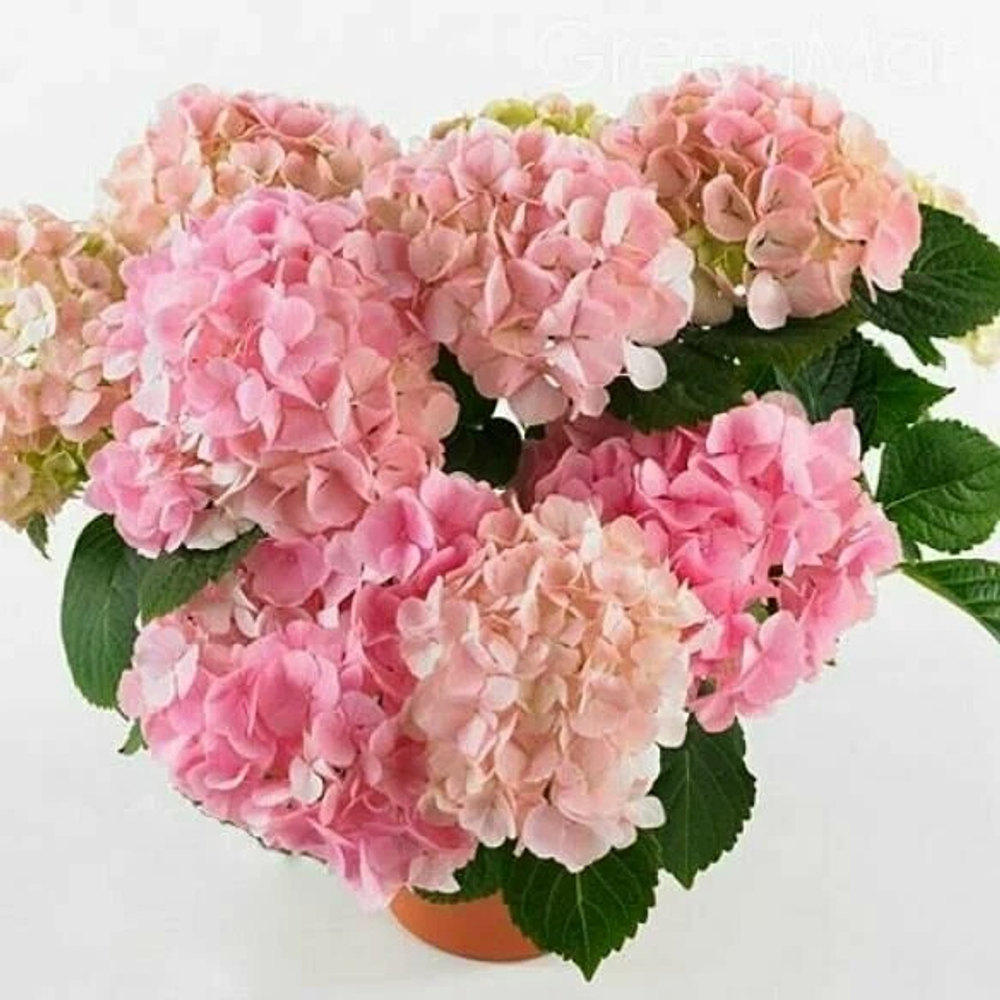 Гортензия Pink Sensation (Пинк Сенсейшн)