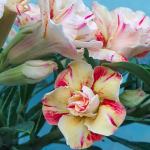 Адениум обесум 307 X133