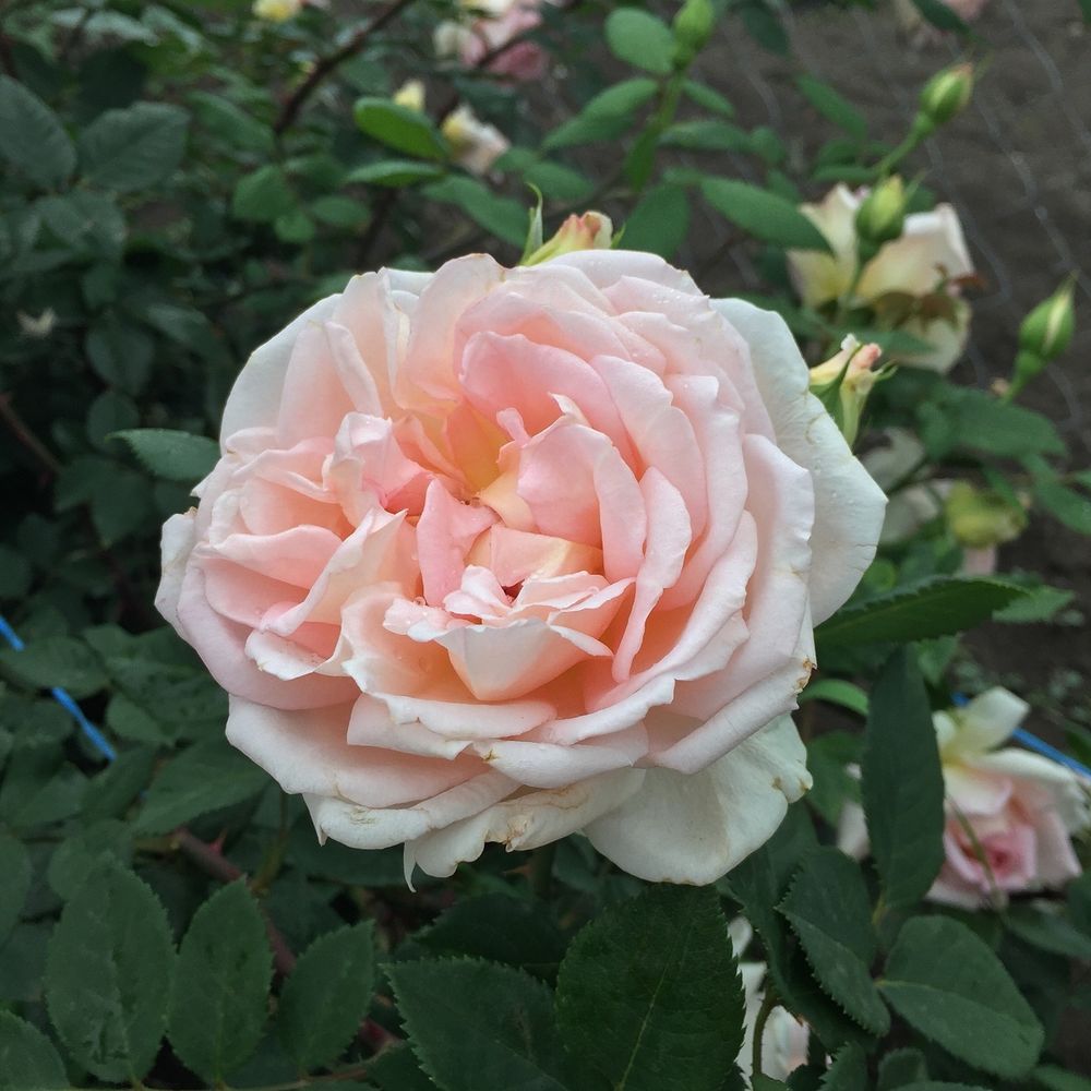 Джанет (Janet)