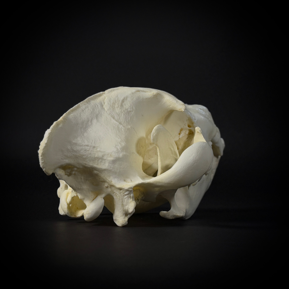 Череп бурой гиены