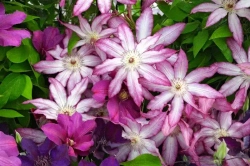 Клематис гибридный Тае трехлетка Закупка М33 апрель 2026