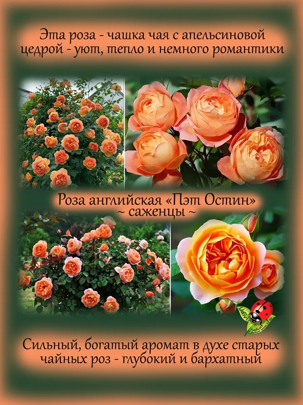 Роза Пэт Остин английская