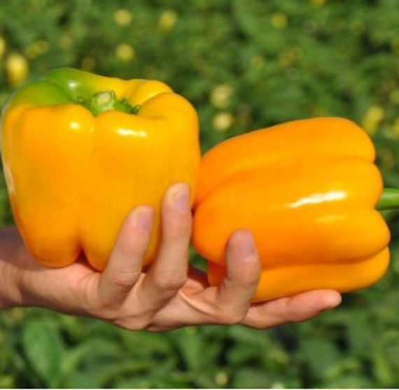 СОЛАНОР F1 семена перца сладкого Clause купить – фото 1