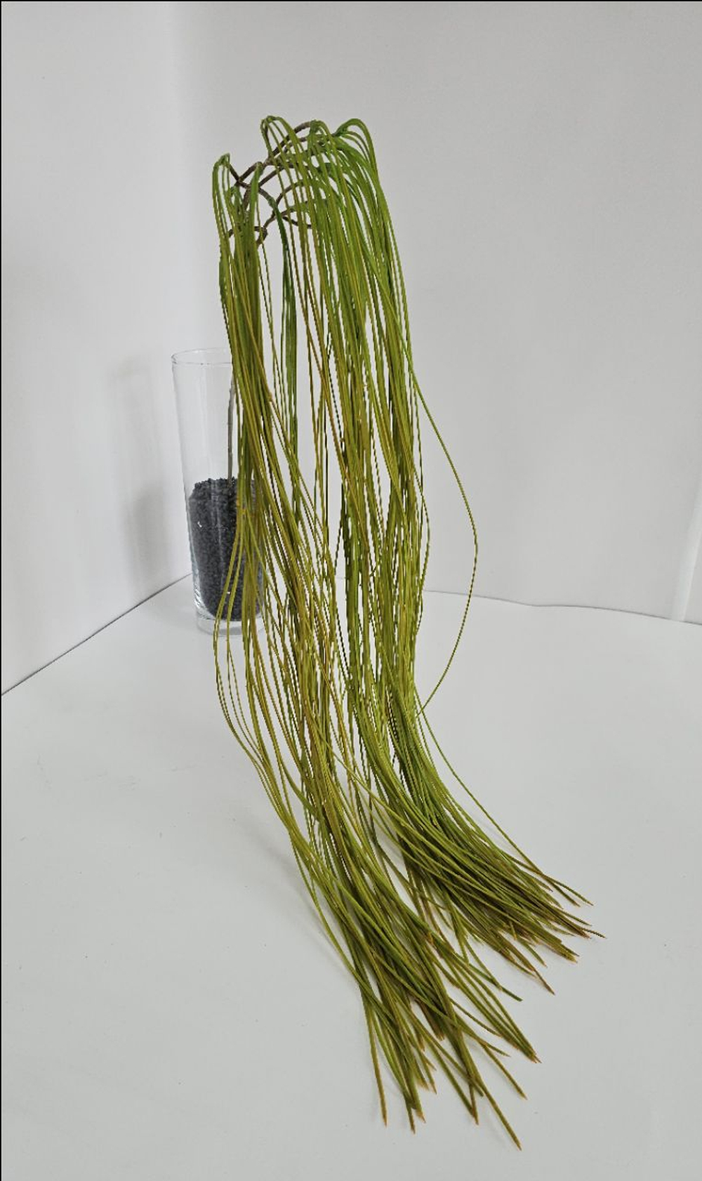 Рипсалис нитевидный / Арт 4421