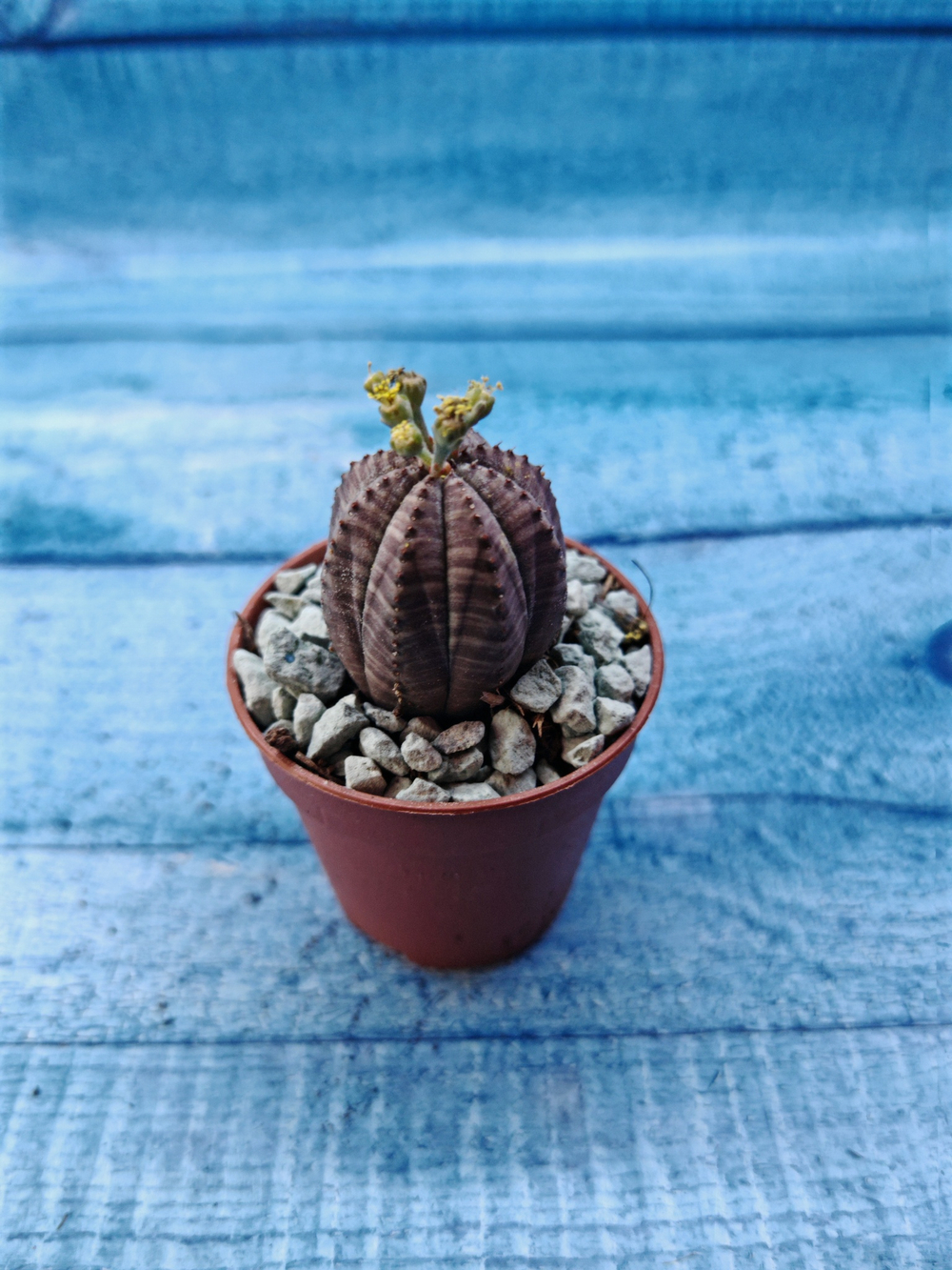 Euphoria Obesa (Эуфорбия)