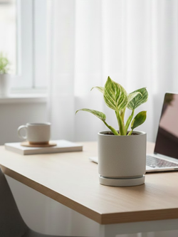 Филодендрон Биркин д. 12