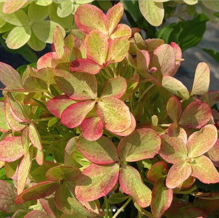 Гортензия метельчатая "Mojito"