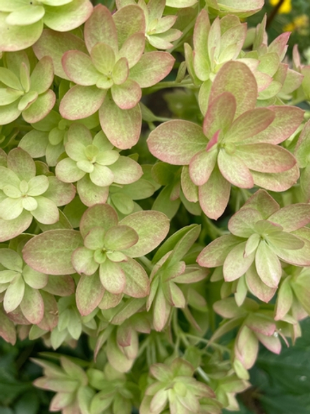 Мечта Лесково р9 (0.5л.) ИЮНЬ-ИЮЛЬ 2026 г. Минимальный заказ 2 шт. (2*1250=2500)