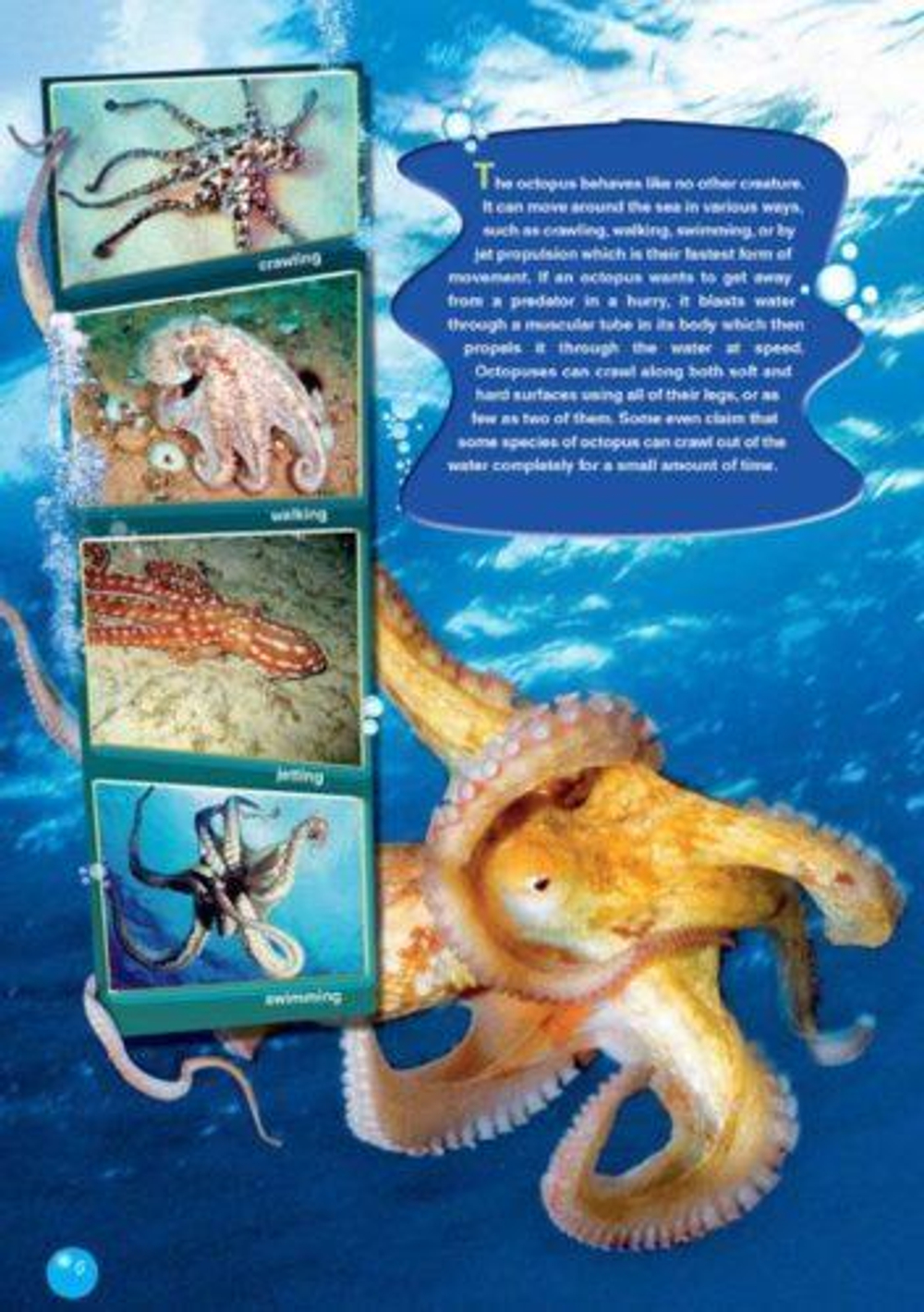 The Octopus. Reader. Книга для чтения