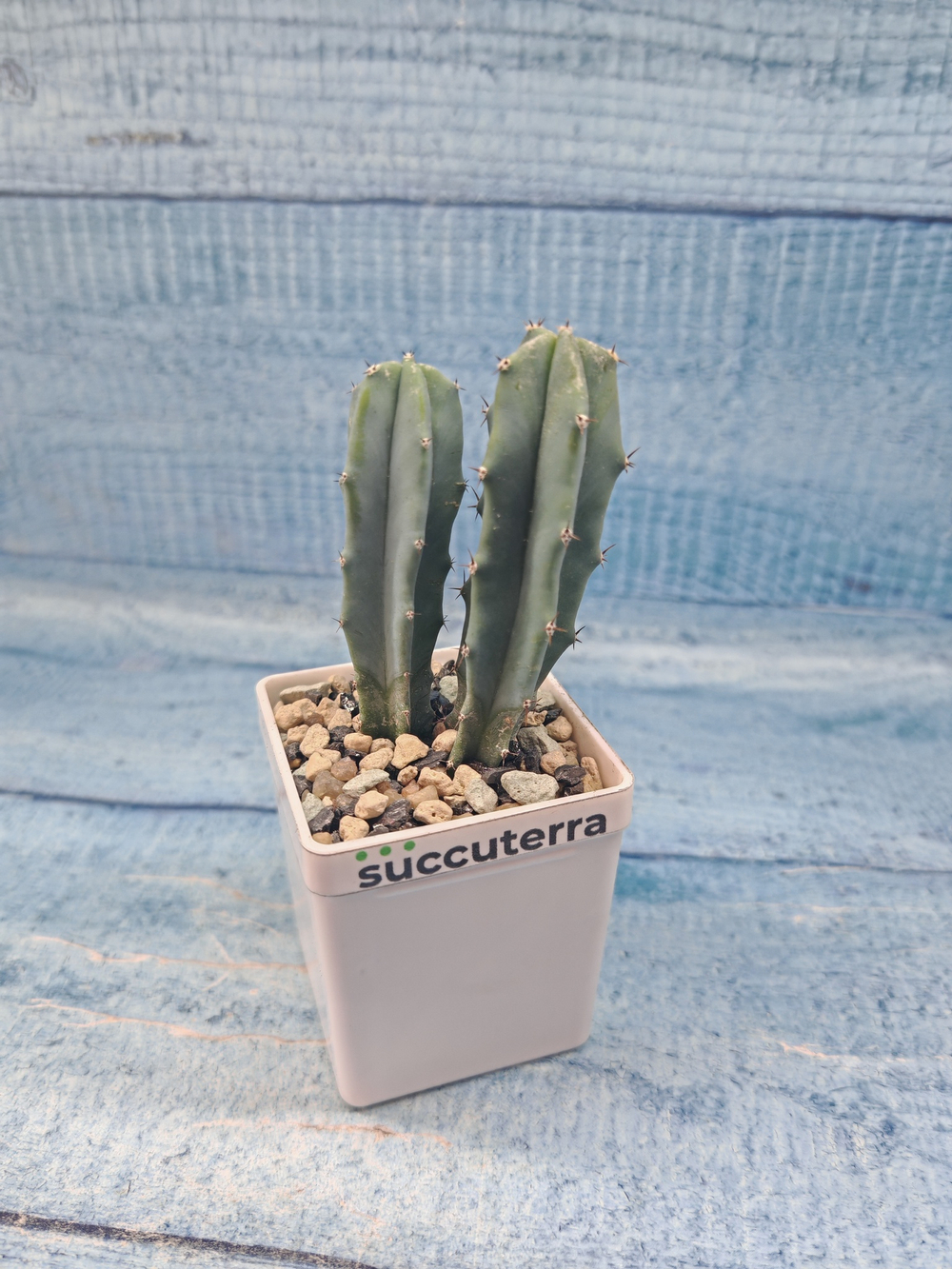 Myrtillocactus Geometrizans (Миртиллокактус)