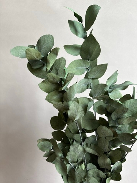 Эвкалипт Стуартиана стабилизированный зеленый