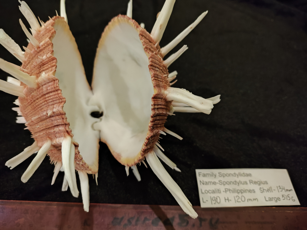 Спондилюс Региус (110-150 мм)