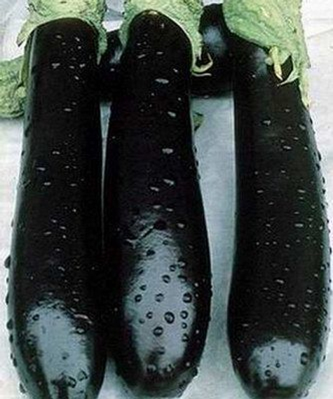 Валентина F1 семена баклажана (Seminis / ALEXAGRO) культура – фото 2