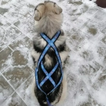 шлейка ездовая для средних и крупных собак поларис синяя