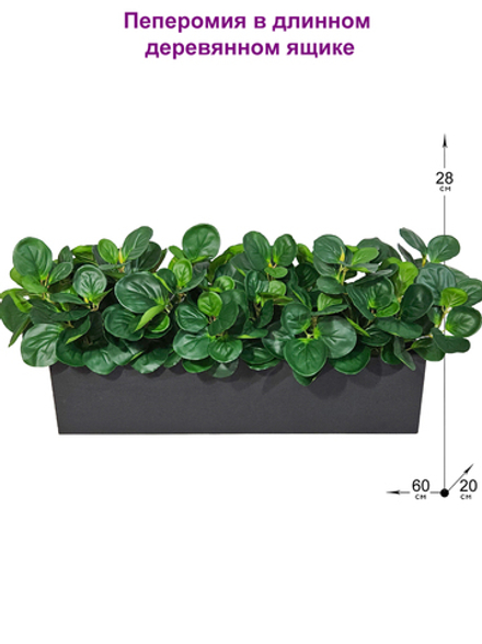 Пеперомия зеленая 60см в длинном деревянном ящике