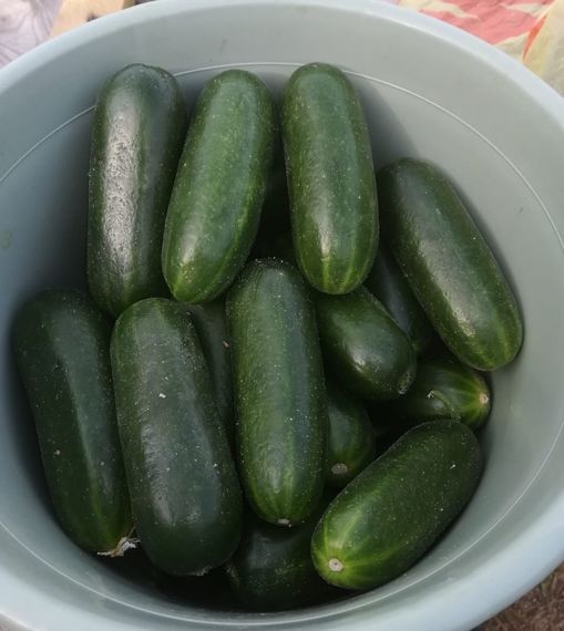 БЭБИ МИНИ F1 семена огурца Seminis отзывы