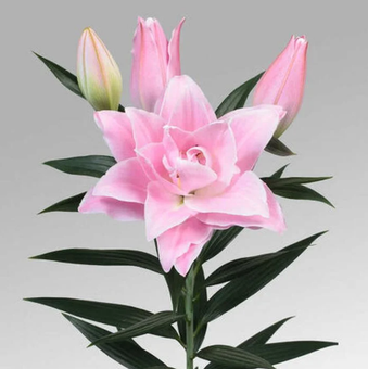 Махровые лилии