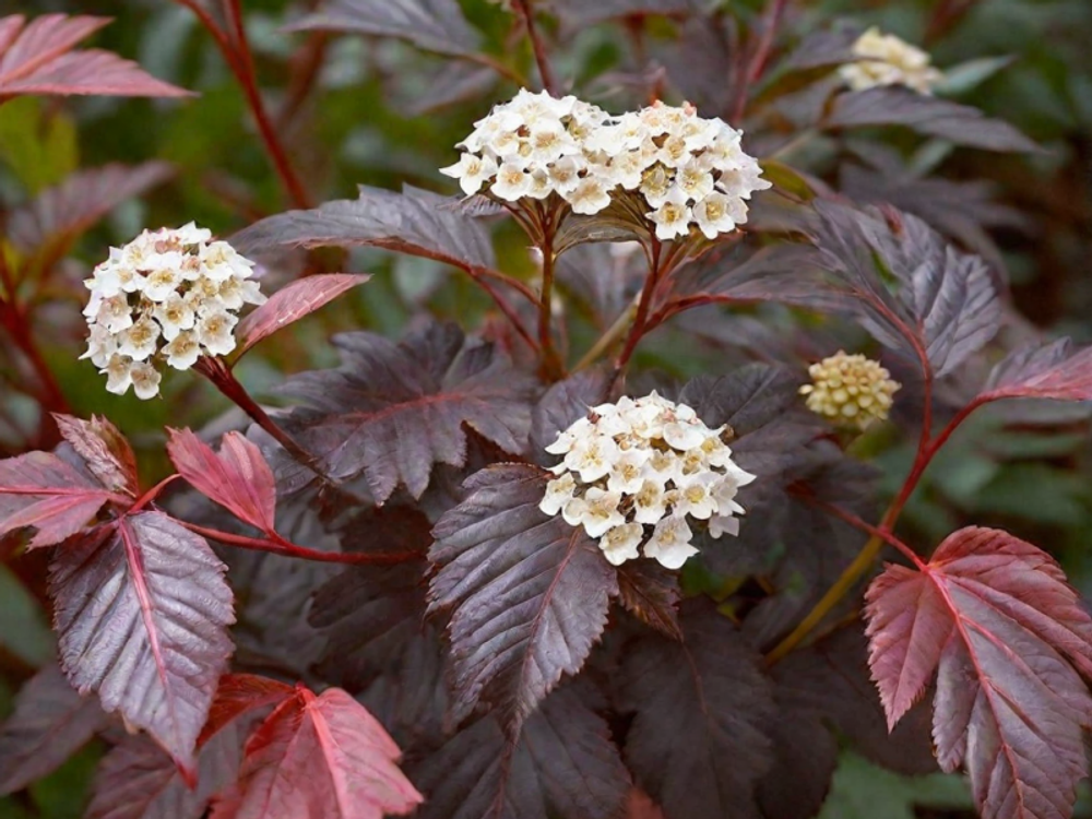 Пузыреплодник "ШУХ"