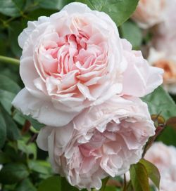 Сейнт Суитун (St Swithun)