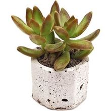 Суккулент Седум Нуссбаумера