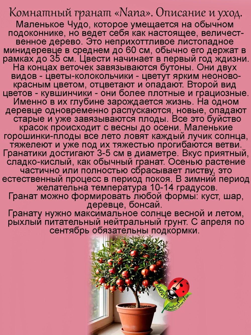 Гранат Нана комнатный миниатюрный