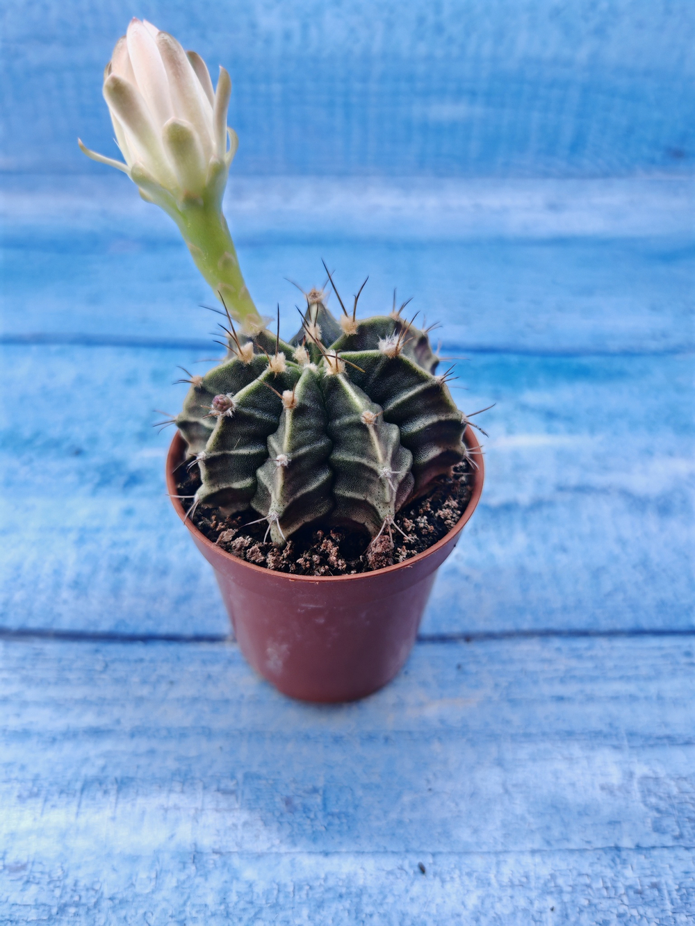 Gymnocalycium Friedrichii (Гимнокалициум)