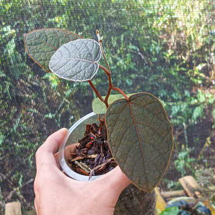 Перец 06 Борнео Лягушка