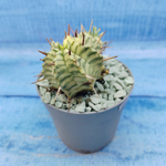 Euphorbia meloformis f. Variegated (Эуфорбия вариегатная)
