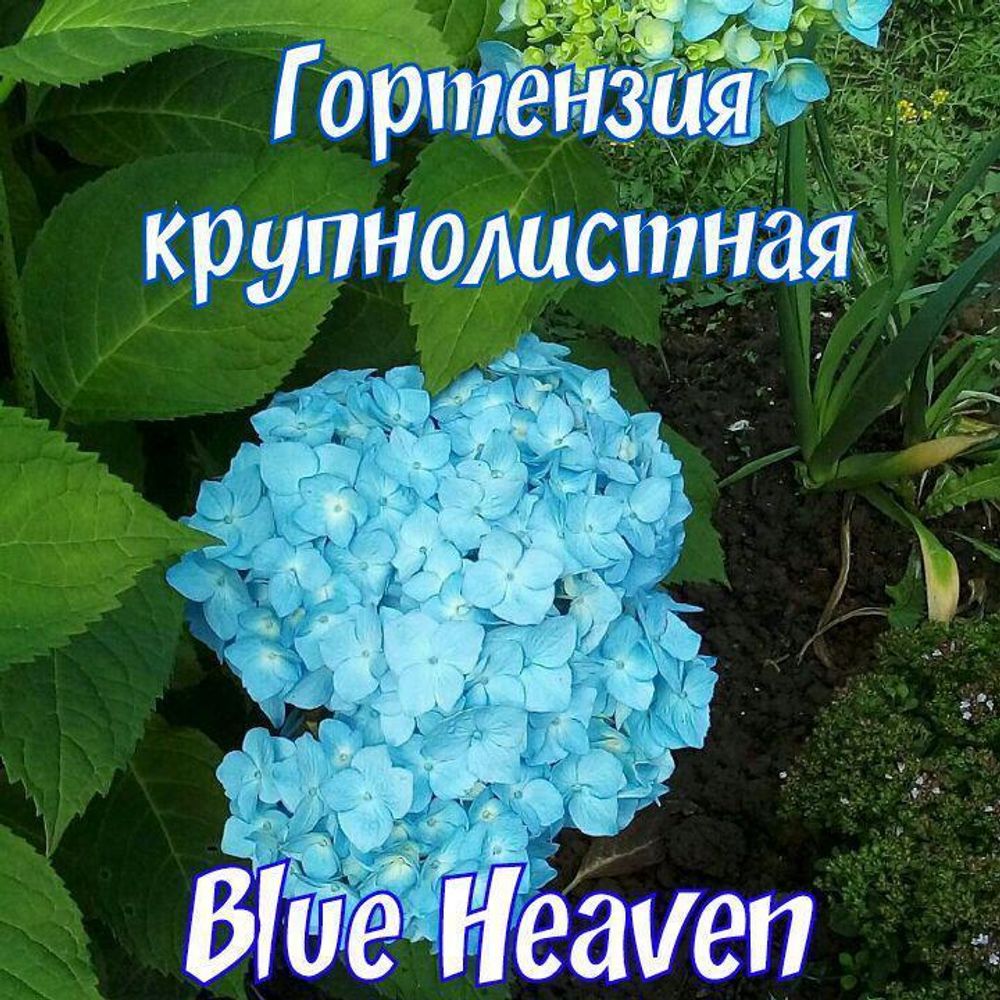 Гортензия крупнолистная Blue Heaven