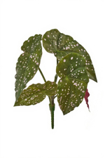 Бегония Макулата куст из 5 листьев