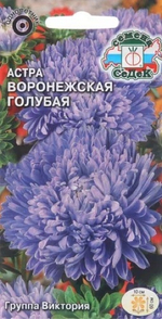 Астра Воронежская голубая