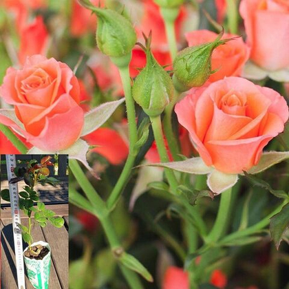 Роза Алегрия спрей, саженец с ЗКС.