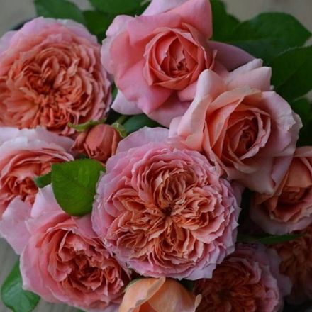 Мулен Де Ла Галетт (Moulin De La Galette)