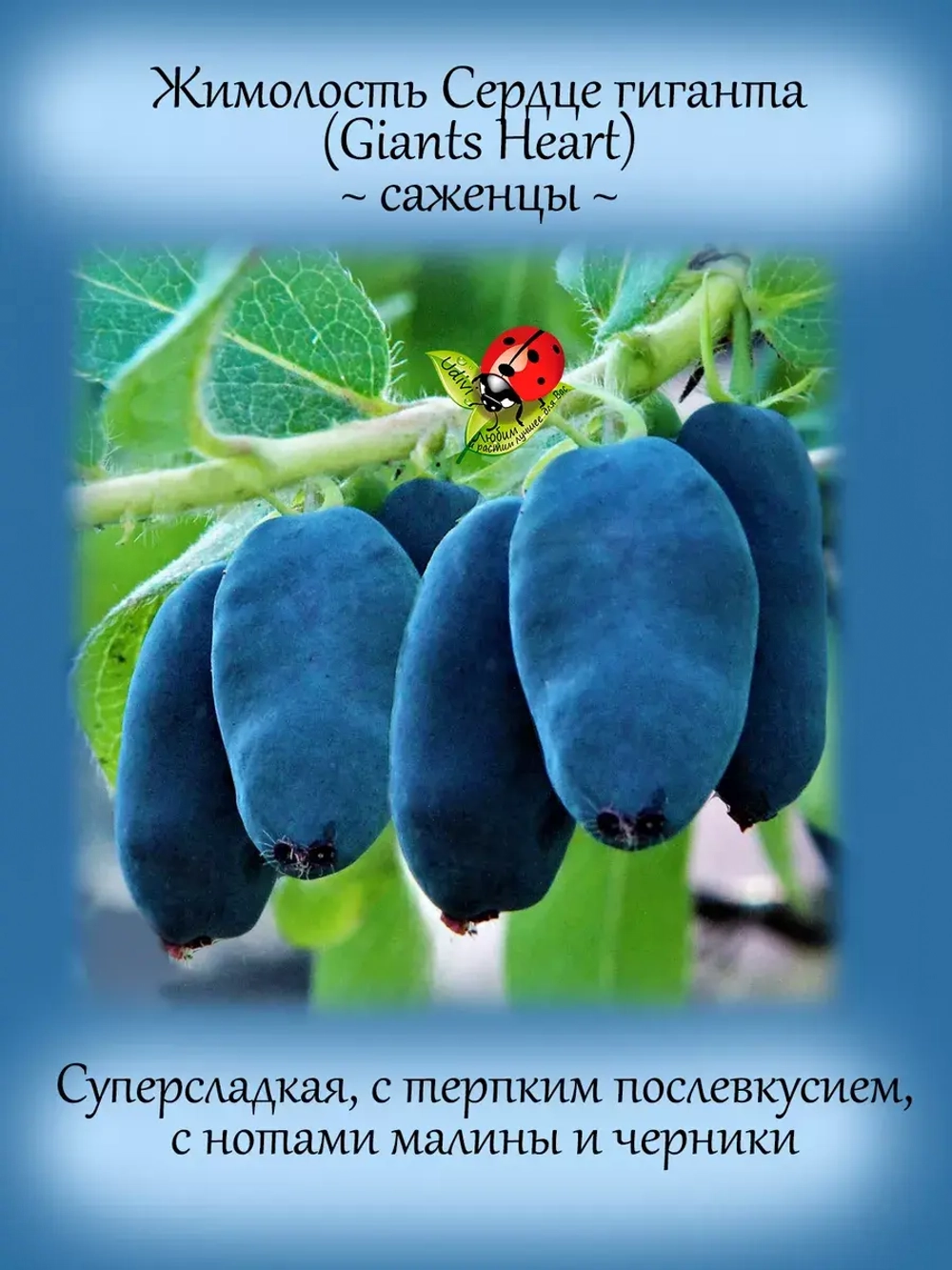 Жимолость Сердце Гиганта канадская поздняя сладкая
