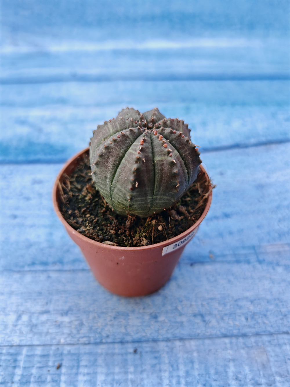 Euphorbia Obesa (Эуфорбия)