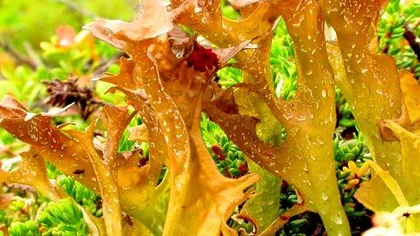 Исландский мох (цетрария)