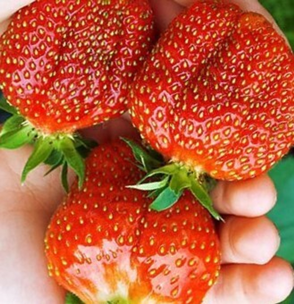 Купец (KUPEC) земклуника
