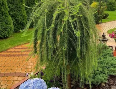 Лиственница на штамбе