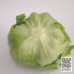 Таймс семена салата айсберг (Bejo / Бейо)