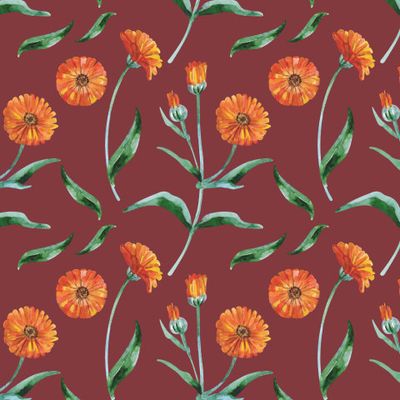 Календула на тёмном фоне