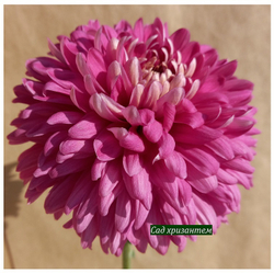 Misty Purple  крупноцветковая хризантема ☘  ан 25  (временно нет в наличии)