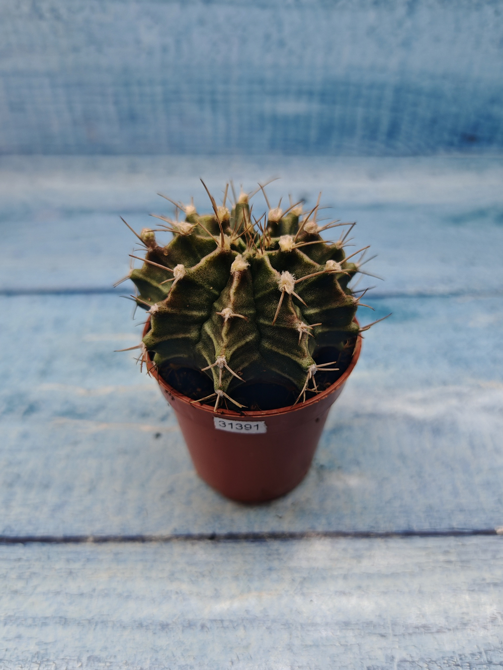 Gymnocalycium Friedrichii (Гимнокалициум)