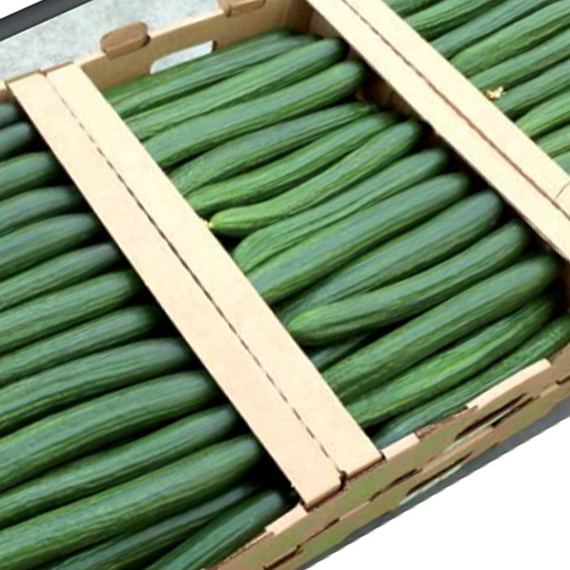 Рапидес F1 семена огурца партенокарпического (De Ruiter Seeds / Де Ройтер Сидс) – фото 2