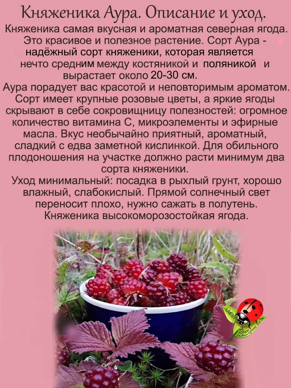 Княженика Аура княжья ягода