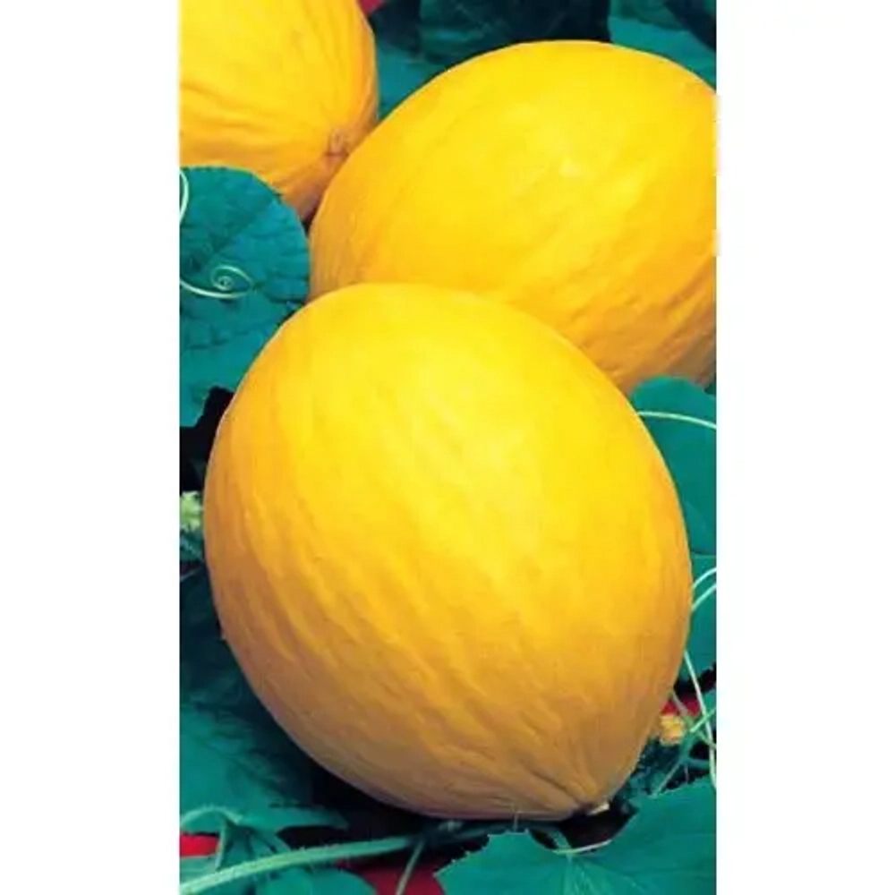 Семена Дыня Колхозница 749/753 (УД) 10шт Е/П