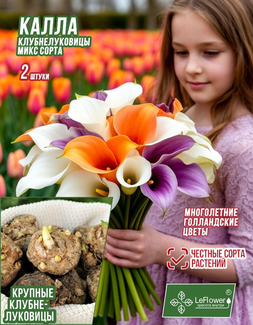 Калла клубнелуковица 2шт(разбор22)