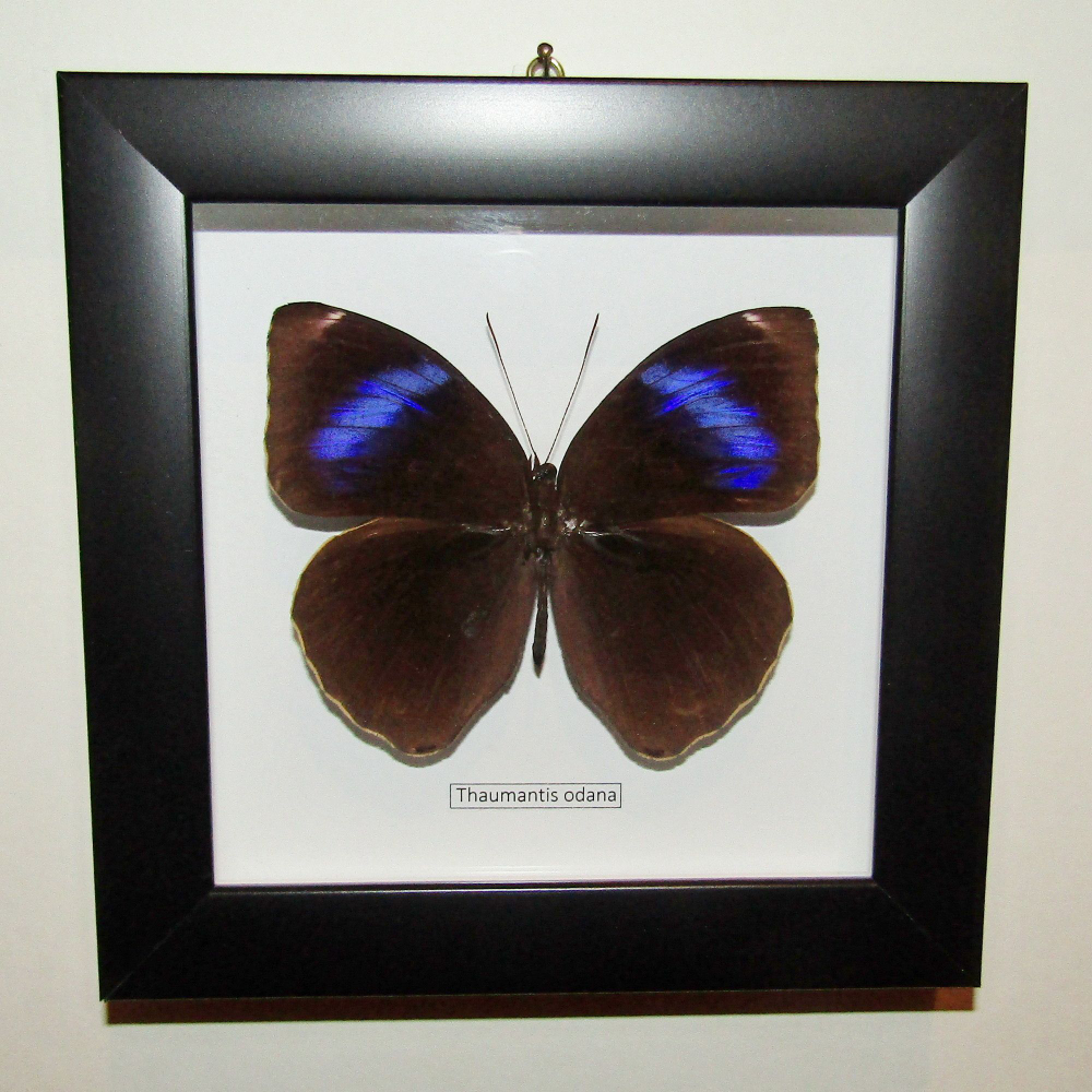 Бабочка Thaumantis odana в рамке