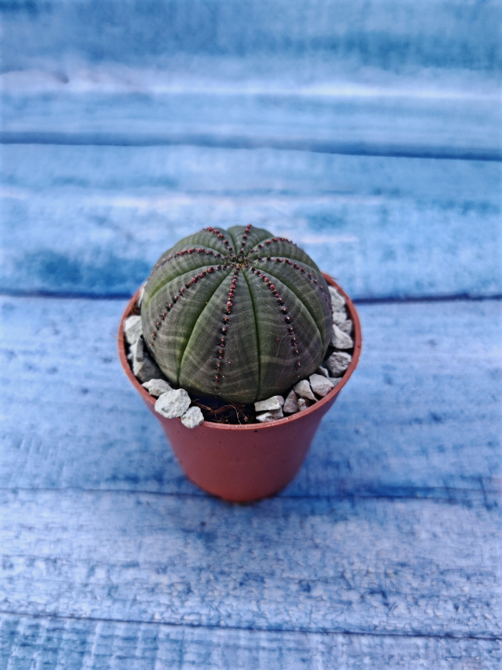 Суккулент Euphorbia Obesa (Эуфорбия)
