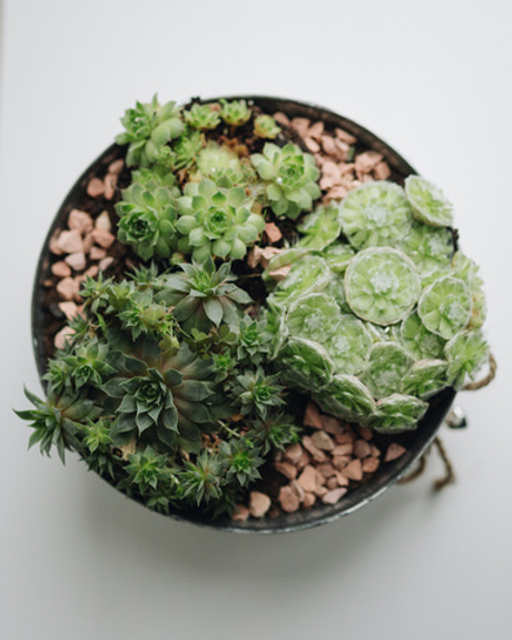 Молодило паутинистое (каменная роза)