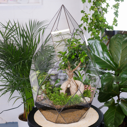 Флорариум бонсай Фикус с водопадом Фаберже